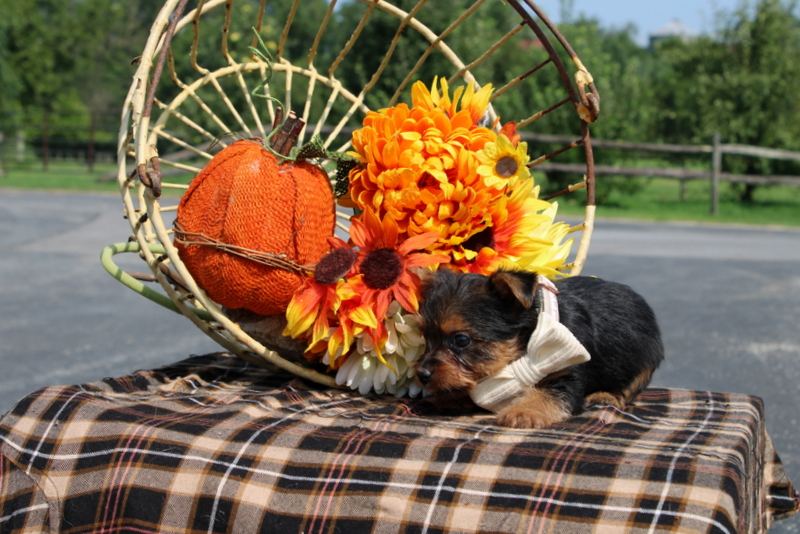 puppy, for, sale, Yorkshire Terrier, Matthew B. Stoltzfus, dog, breeder, Gap, PA, dog-breeder, puppy-for-sale, forsale, nearby, find, puppyfind, locator, puppylocator, aca